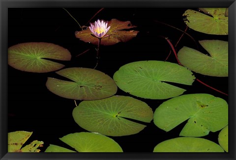 Framed Lily Pads, Okavango Delta, Botswana Print
