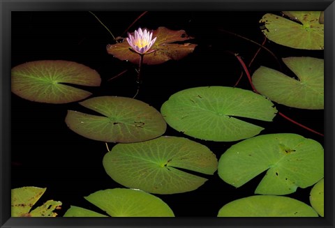 Framed Lily Pads, Okavango Delta, Botswana Print