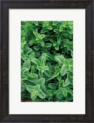 Framed Mint Leaves for Brewing Traditional Tea, Morocco Print