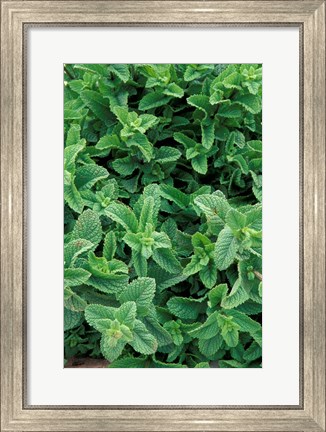 Framed Mint Leaves for Brewing Traditional Tea, Morocco Print