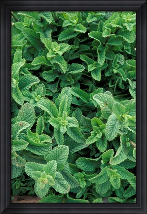 Framed Mint Leaves for Brewing Traditional Tea, Morocco Print