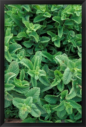 Framed Mint Leaves for Brewing Traditional Tea, Morocco Print