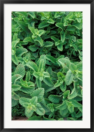 Framed Mint Leaves for Brewing Traditional Tea, Morocco Print