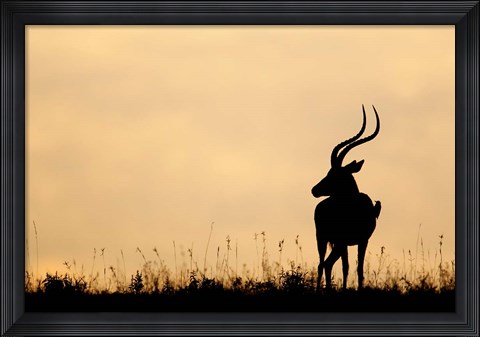 Framed Impala With Oxpecker Bird, Nakuru National Park, Kenya Print