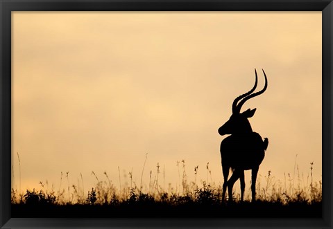 Framed Impala With Oxpecker Bird, Nakuru National Park, Kenya Print