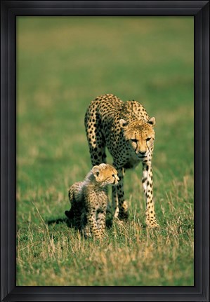 Framed Kenya, Masai Mara Game Reserve, Cheetah with cub Print