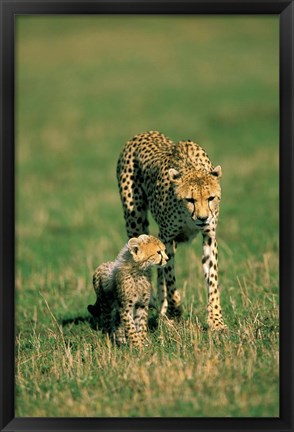 Framed Kenya, Masai Mara Game Reserve, Cheetah with cub Print