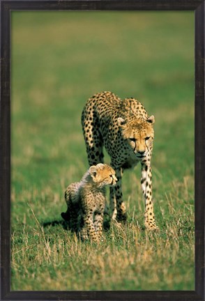 Framed Kenya, Masai Mara Game Reserve, Cheetah with cub Print