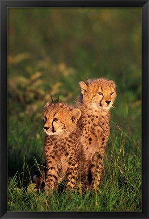 Framed Cheetah cubs, Kenya Print