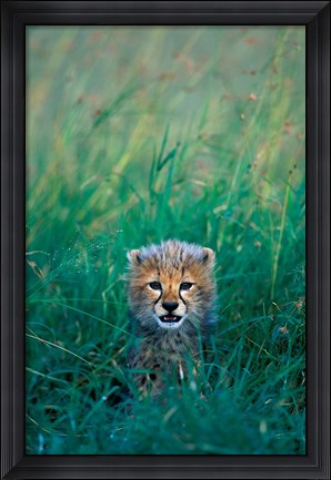 Framed Kenya, Masai Mara GR, Cheetah cub in tall grass Print
