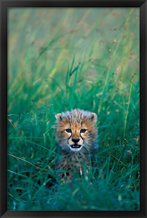 Framed Kenya, Masai Mara GR, Cheetah cub in tall grass Print