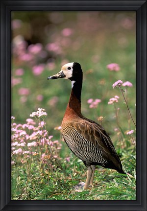 Framed Knob-billed Duck, La Madraka, Madagascar Print