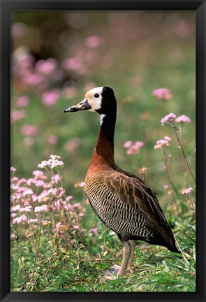 Framed Knob-billed Duck, La Madraka, Madagascar Print