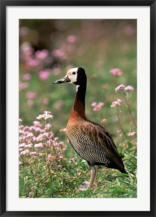 Framed Knob-billed Duck, La Madraka, Madagascar Print