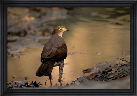 Framed Madagascar, Eastern dry forest. Henst&#39;s Goshawk bird Print