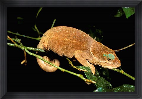 Framed Malagasy Chameleon on Branch, Montagne D&#39;Ambre National Park, Madagascar Print
