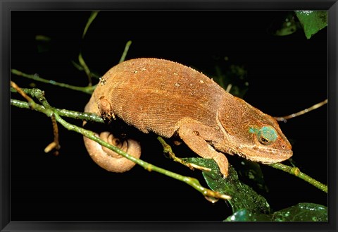 Framed Malagasy Chameleon on Branch, Montagne D&#39;Ambre National Park, Madagascar Print