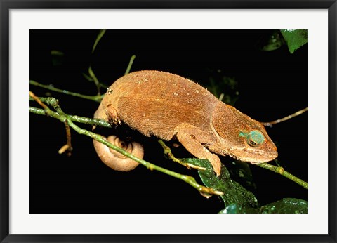 Framed Malagasy Chameleon on Branch, Montagne D&#39;Ambre National Park, Madagascar Print