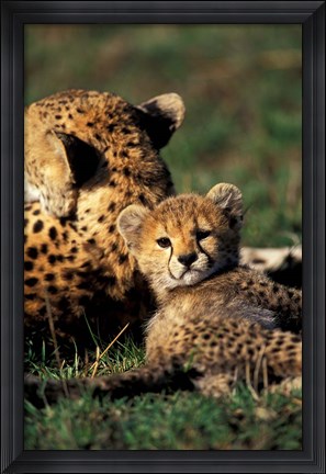 Framed Kenya, Masai Mara Game Reserve. Cheetah cub Print