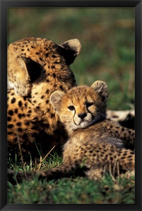 Framed Kenya, Masai Mara Game Reserve. Cheetah cub Print