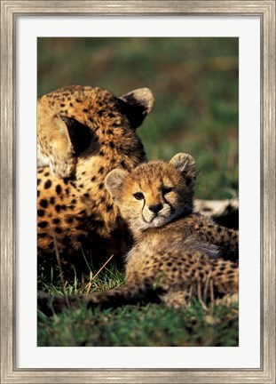Framed Kenya, Masai Mara Game Reserve. Cheetah cub Print