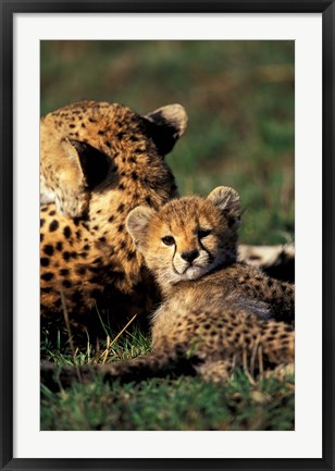 Framed Kenya, Masai Mara Game Reserve. Cheetah cub Print