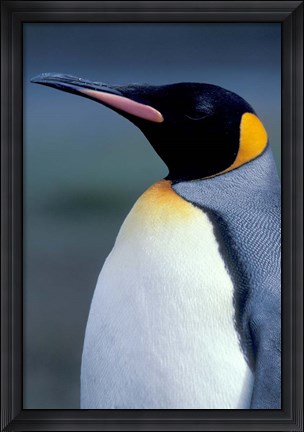 Framed King Penguin, South Georgia Island, Antarctica Print