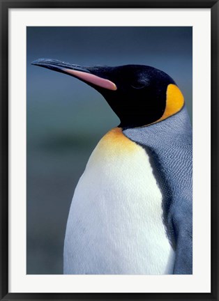 Framed King Penguin, South Georgia Island, Antarctica Print