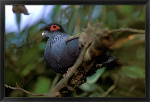 Framed Madagascar, Ranamafana, blue pigeon, bird Print