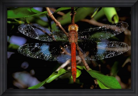 Framed Madagascar, Ankarana Reserve, Malagasy Dragonfly insect Print