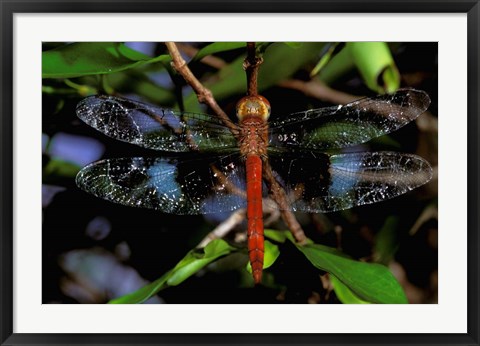 Framed Madagascar, Ankarana Reserve, Malagasy Dragonfly insect Print