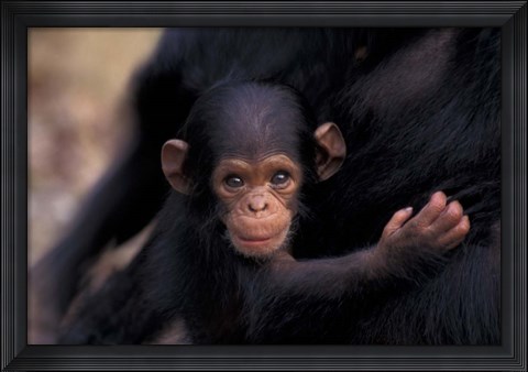 Framed Infant Chimpanzee, Gombe National Park, Tanzania Print