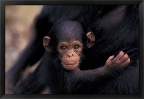 Framed Infant Chimpanzee, Gombe National Park, Tanzania Print