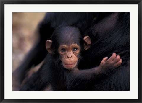 Framed Infant Chimpanzee, Gombe National Park, Tanzania Print