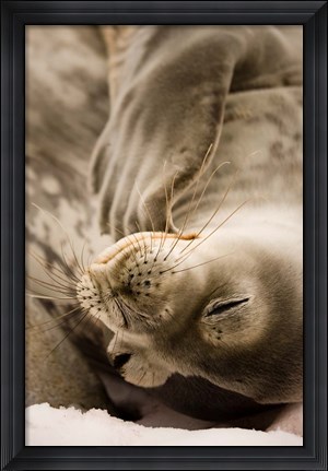 Framed Jougla, Pt., Antarctica. Sleepy Weddell seal. Print