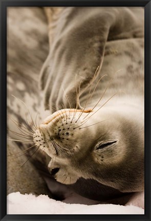 Framed Jougla, Pt., Antarctica. Sleepy Weddell seal. Print