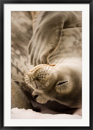 Framed Jougla, Pt., Antarctica. Sleepy Weddell seal. Print