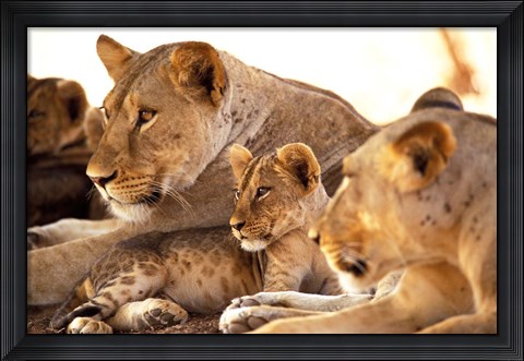 Framed Lion cub among female lions, Samburu National Game Reserve, Kenya Print
