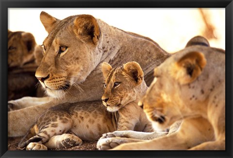 Framed Lion cub among female lions, Samburu National Game Reserve, Kenya Print