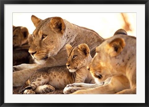 Framed Lion cub among female lions, Samburu National Game Reserve, Kenya Print