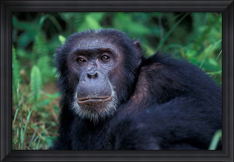 Framed Male Chimpanzee Relaxing, Gombe National Park, Tanzania Print