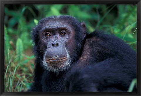 Framed Male Chimpanzee Relaxing, Gombe National Park, Tanzania Print