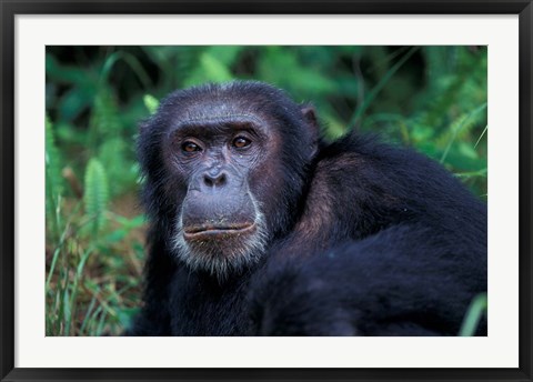 Framed Male Chimpanzee Relaxing, Gombe National Park, Tanzania Print