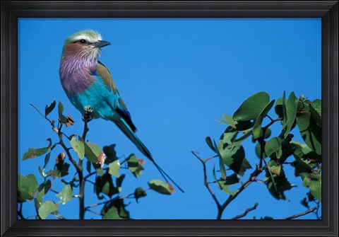 Framed Lilac-Breasted Roller in Savuti Marsh, Chobe National Park, Botswana Print