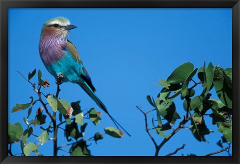 Framed Lilac-Breasted Roller in Savuti Marsh, Chobe National Park, Botswana Print