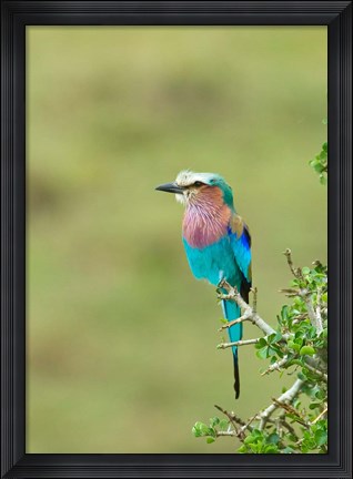 Framed Kenya, Masai Mara. Lilac-breasted roller bird Print