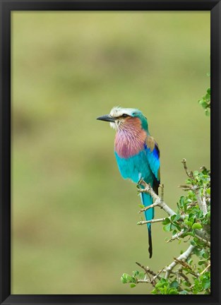 Framed Kenya, Masai Mara. Lilac-breasted roller bird Print