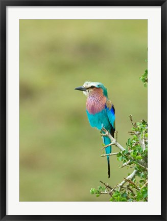 Framed Kenya, Masai Mara. Lilac-breasted roller bird Print