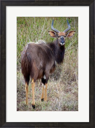 Framed Male Nyala, Zulu Nyala Game Reserve, Kwazulu Natal, South Africa Print