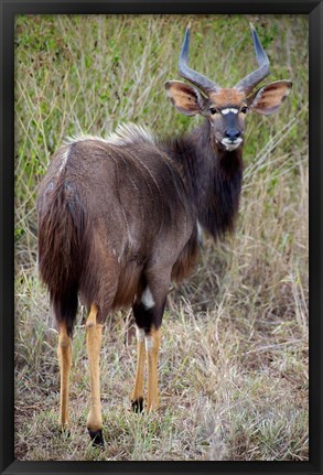 Framed Male Nyala, Zulu Nyala Game Reserve, Kwazulu Natal, South Africa Print